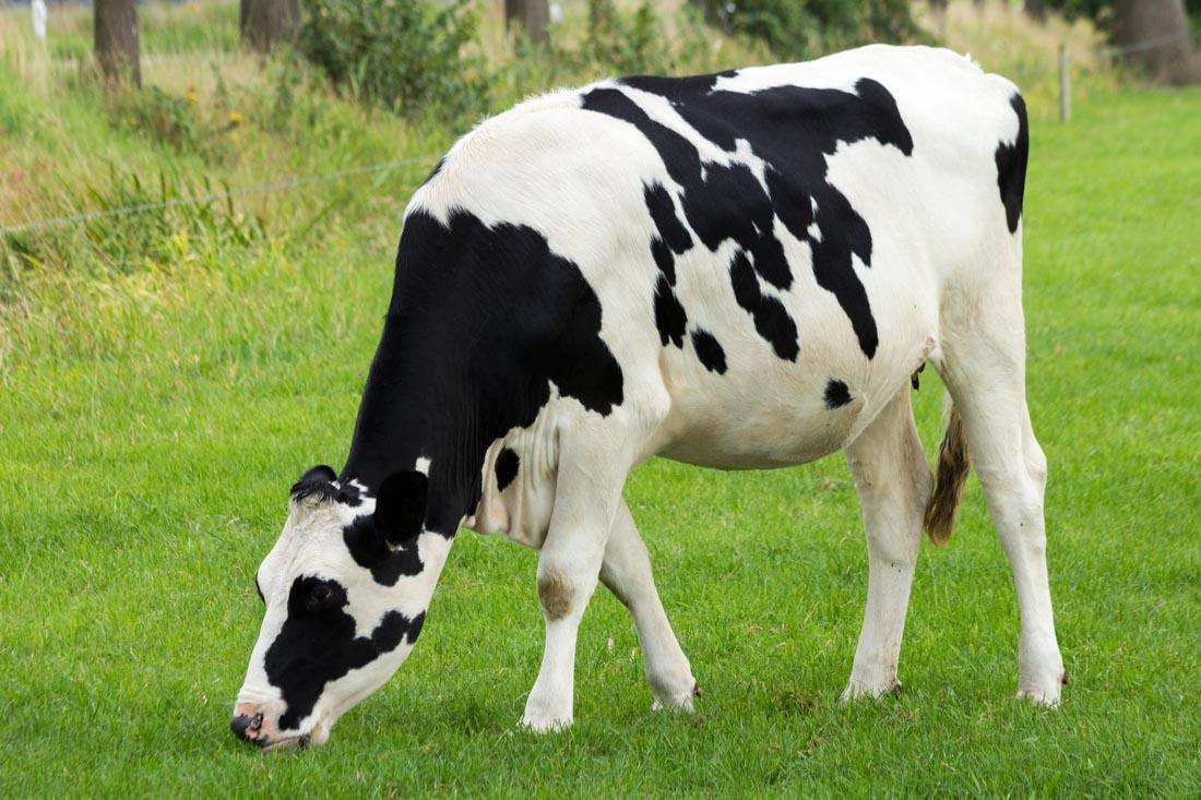 奶牛发烧用药，兽药残留检测仪帮你检测是否超标