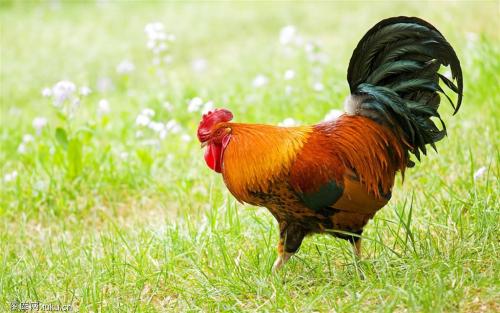 肉鸡在养殖过程中如何解决兽药残留的问题