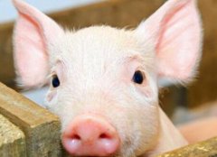 瘦肉精检测仪如何杜绝猪肉“瘦肉精”问题？